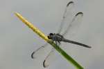 Great Blue Skimmer Dragonfly