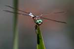 Blue Dasher Dragonfly