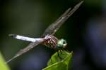 Blue Dasher Dragonfly