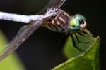 Blue Dasher Dragonfly