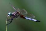 Blue Dasher Dragonfly