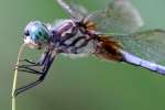 Blue Dasher Dragonfly