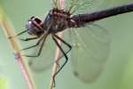 Clamp-tipped Emerald Dragonfly - Female
