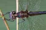 Clamp-tipped Emerald Dragonfly - Female