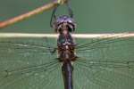 Clamp-tipped Emerald Dragonfly - Female