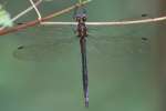 Clamp-tipped Emerald Dragonfly - Female