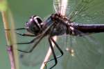 Clamp-tipped Emerald Dragonfly - Female