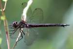 Clamp-tipped Emerald Dragonfly - Female