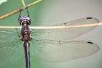 Clamp-tipped Emerald Dragonfly - Female