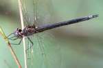 Clamp-tipped Emerald Dragonfly - Female