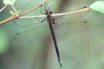 Clamp-tipped Emerald Dragonfly - Female