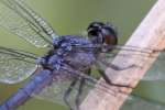 Slaty Skimmer  Dragonfly