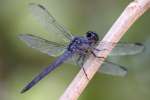 Slaty Skimmer  Dragonfly