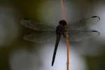 Slaty Skimmer  Dragonfly