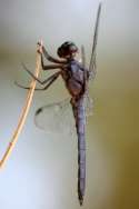 Slaty Skimmer  Dragonfly