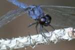 Slaty Skimmer  Dragonfly