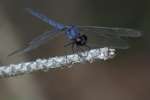 Slaty Skimmer  Dragonfly