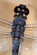 Slaty Skimmer  Dragonfly