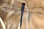 Slaty Skimmer  Dragonfly