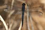 Slaty Skimmer  Dragonfly