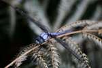 Great Blue Skimmer Dragonfly