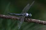 Great Blue Skimmer Dragonfly