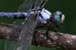 Great Blue Skimmer Dragonfly