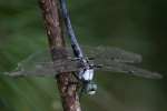 Great Blue Skimmer Dragonfly