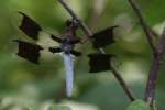 Common Whitetail Dragonfly