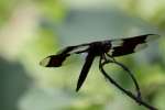 Common Whitetail Dragonfly