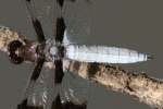 Common Whitetail Dragonfly