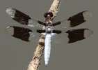 Common Whitetail Dragonfly