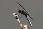 Common Whitetail Dragonfly