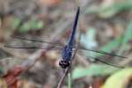 Great Blue Skimmer Dragonfly