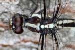 Great Blue Skimmer Dragonfly