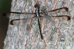 Great Blue Skimmer Dragonfly