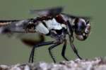 Great Blue Skimmer Dragonfly