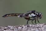 Great Blue Skimmer Dragonfly