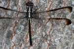 Great Blue Skimmer Dragonfly