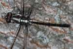 Great Blue Skimmer Dragonfly