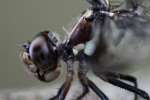 Great Blue Skimmer Dragonfly