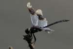 Four-spotted Pennant Dragonfly