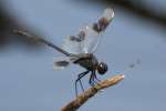 Four-spotted Pennant Dragonfly