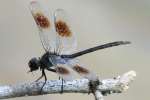 Four-spotted Pennant Dragonfly