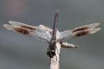 Four-spotted Pennant Dragonfly