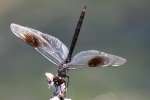 Four-spotted Pennant Dragonfly