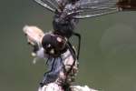 Four-spotted Pennant Dragonfly