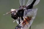 Four-spotted Pennant Dragonfly