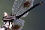 Four-spotted Pennant Dragonfly