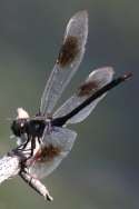 Four-spotted Pennant Dragonfly